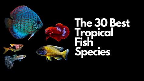 aquarium fish images|Tropical Fish Species – 30 Popular Types (With Pictures!).